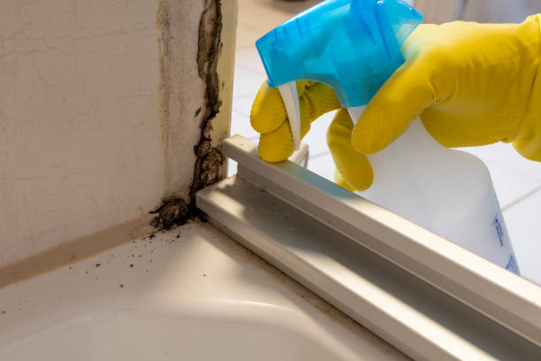 Best Mold Testing and Inspection Services in Gilmer, TX
