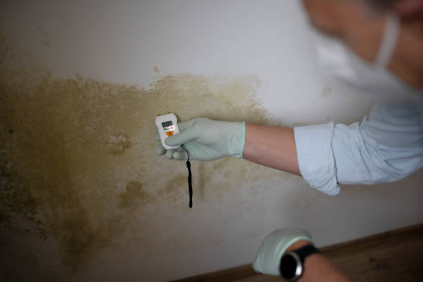 Best Post-Flood Mold Remediation in Gilmer, TX