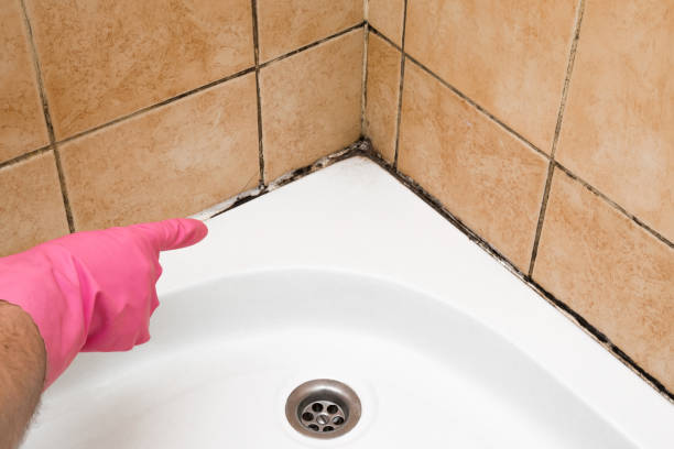 Best Emergency Mold Remediation in Gilmer, TX